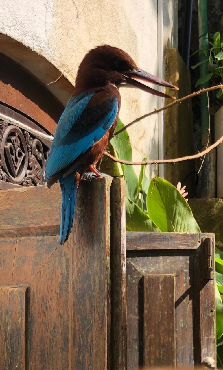 Prince Of Galle Buitenkant foto